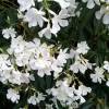 Nerium oleander 'Snow Blossom'