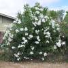 Nerium oleander 'Snow Blossom'