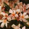 Nerium oleander 'Salmon Pink'