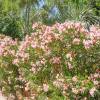 Nerium oleander 'Salmon Pink'