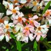 Nerium oleander 'Salmon Pink'
