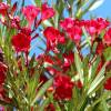 Nerium oleander ‘Hardy Red’