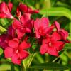Nerium oleander ‘Hardy Red’