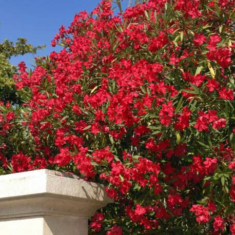 Nerium oleander ‘Hardy Red’