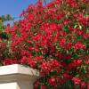 Nerium oleander ‘Hardy Red’