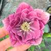 Helleborus 'Double Ellen Pink'