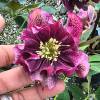 Helleborus 'Double Ellen Pink'