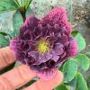Helleborus 'Double Ellen Pink'