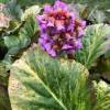 Bergenia cordifolia'Tubby Andrews'