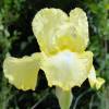 Iris germanica 'Summer Olympics'