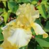 Iris germanica 'Summer Olympics'