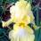 Iris germanica 'Summer Olympics'