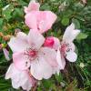 Rosa 'Astronomia'