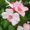 Rosa 'Astronomia'