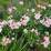 Rosa 'Astronomia'