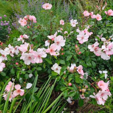Rosa 'Astronomia'