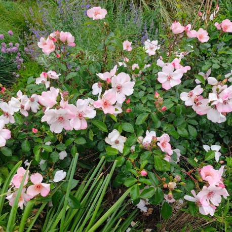 Rosa 'Astronomia'