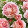 Rosa 'Abraham Darby'