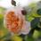 Rosa 'Abraham Darby'