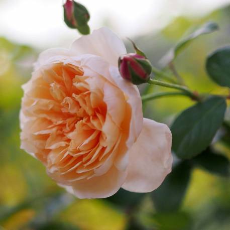 Rosa 'Abraham Darby'