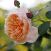 Rosa 'Abraham Darby'