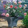 Rosa 'Abraham Darby'