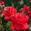 Rosa ‘Fragrant Cloud’