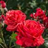 Rosa ‘Fragrant Cloud’