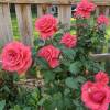 Rosa ‘Fragrant Cloud’