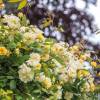 Rosa ‘Malvern Hills’