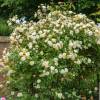 Rosa ‘Malvern Hills’