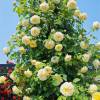 Rosa ‘The Pilgrim’