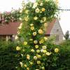 Rosa ‘The Pilgrim’