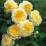 Rosa ‘The Pilgrim’