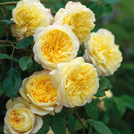 Rosa ‘The Pilgrim’
