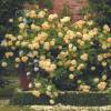 Rosa ‘Teasing Georgia’