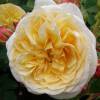 Rosa ‘Teasing Georgia’