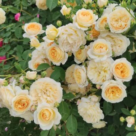 Rosa ‘Teasing Georgia’