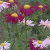 Chrysanthemum coccineum 'Robinson’s Pink' (sin. Tanacetum coccineum)