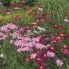 Chrysanthemum coccineum 'Robinson’s Pink' (sin. Tanacetum coccineum)