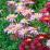 Chrysanthemum coccineum 'Robinson’s Pink' (sin. Tanacetum coccineum)