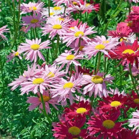 Chrysanthemum coccineum 'Robinson’s Pink' (sin. Tanacetum coccineum)