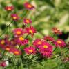 Chrysanthemum coccineum 'Robinson’s Pink' (sin. Tanacetum coccineum)