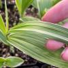 Bletilla striata 'Alba Variegata'