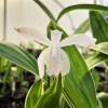 Bletilla striata 'Alba Variegata'