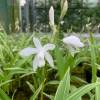 Bletilla striata 'Alba Variegata'