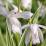 Bletilla striata 'Alba Variegata'