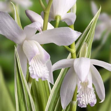 Bletilla striata 'Alba Variegata'