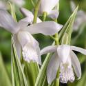 Bletilla striata 'Alba Variegata'