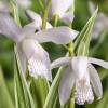 Bletilla striata 'Alba Variegata'